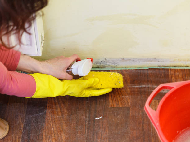 Best Attic Mold Removal  in Glenmont, MD